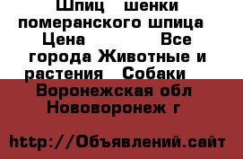 Шпиц - шенки померанского шпица › Цена ­ 20 000 - Все города Животные и растения » Собаки   . Воронежская обл.,Нововоронеж г.